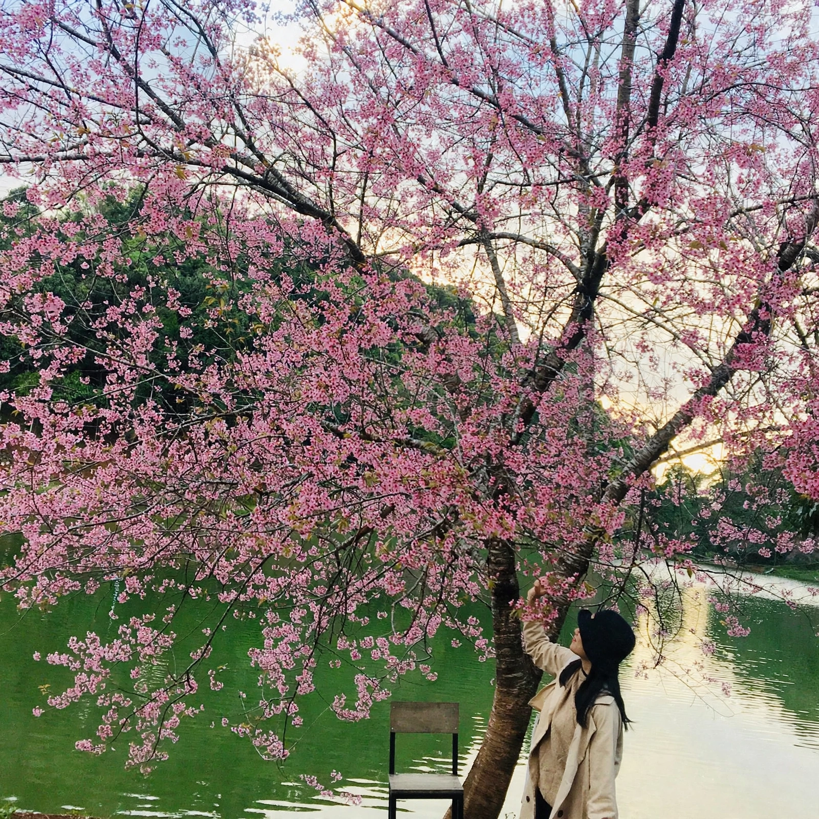 Rừng thông Măng Đen buổi sớm