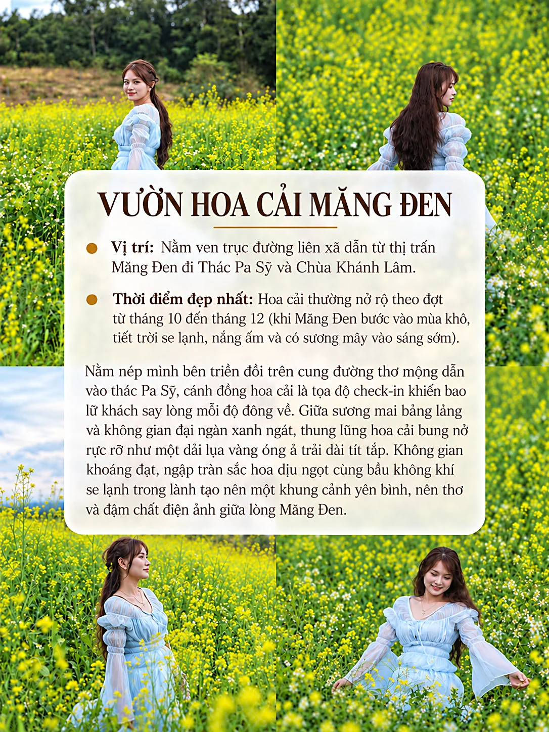 Thẻ thông tin Vườn Hoa Cải Măng Đen: nở rộ từ tháng 10 đến tháng 12